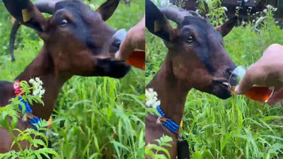 Rize'nin keçisi şaşırtmadı: Lıkır lıkır çay içti