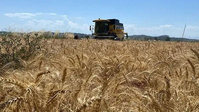 Tahıl rotası değişiyor mu? Rusya için alternatif yolları değerlendiriyor