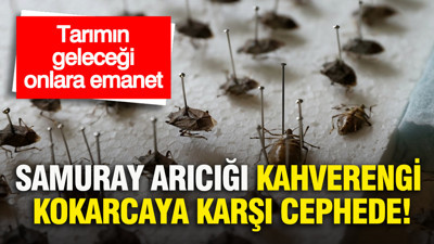 Tarımın geleceği onlara emanet: Samuray arıcığı, kahverengi kokarcaya karşı cephede