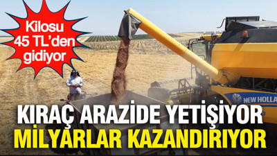 Kıraç arazide yetişiyor, milyarlar kazandırıyor: Kilosu 45 TL’den gidiyor