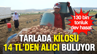 Tarlada 14 TL'den alıcı buluyor.… 130 bin tonluk dev hasat başladı