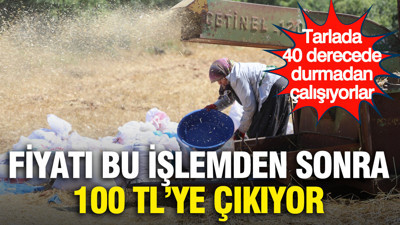Fiyatı bu işlemden sonra 100 TL'ye çıkıyor: Tarlada 40 derecede durmadan çalışıyorlar
