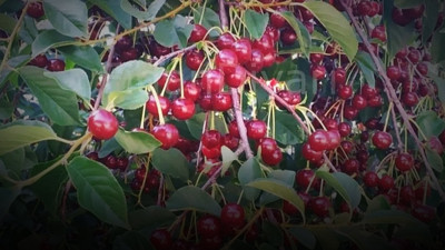Kütahya'da vişne üreticisinin zor imtihanı: İşçi yevmiyesini bile karşılamıyor: Hasadı acı başladı