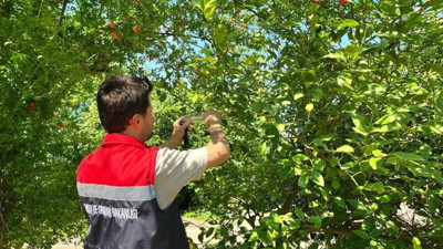 Rize'de kahverengi kokarca ile mücadele için samuray arısı salındı