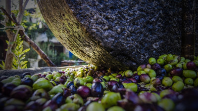 Zeytin ve Badem Üreticileri Birliği resmen kuruldu: Datça'nın kaderi değişiyor: İlk genel kurulunu yaptı