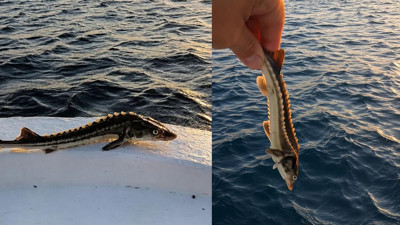 Ağlara takılan nesli tehlikedeki mersin balığı denize geri bırakıldı