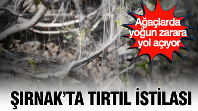 Şırnak’ta tırtıl istilası: Ağaçlarda yoğun zarara yol açıyor