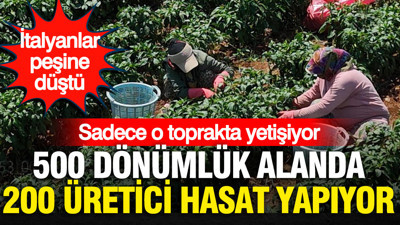İtalyanlar peşine düştü… Sadece o toprakta yetişiyor: 500 dönümlük alanda 200 üretici hasat yapıyor