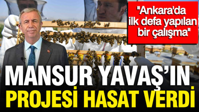 Mansur Yavaş'ın projesi ATA Çiftliği'nde ilk hasat yapıldı