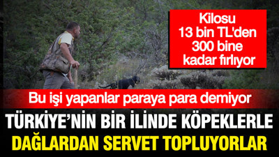 Kilosu 13 bin TL'den başlıyor 300 bine kadar çıkıyor: Dağlardan köpeklerle servet topluyorlar