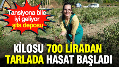 Kilosu 700 liradan tarlada hasat başladı: Tansiyona bile iyi geliyor şifa deposu
