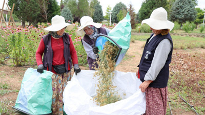 Kocaeli'de 41 çeşit tıbbi ve aromatik bitkinin hasadı yapıldı