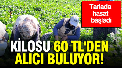 Kilosu 60 TL'den alıcı buluyor: Tarlada hasat başladı
