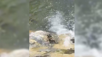 Bingöl'de sıcak havalardan kaçan yılanlar su kenarında serinledi