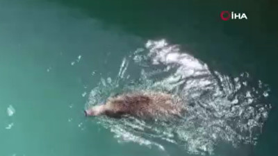 Şanlıurfa'da kanala düşen yaban domuzu ekipler tarafından kurtarıldı