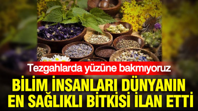 Bilim insanları dünyanın en sağlıklı bitkisi ilan etti: Tezgahlarda yüzüne bakmıyoruz
