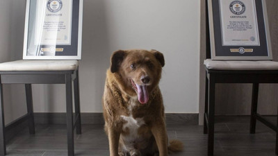 Dünyanın en yaşlı köpeği Bobi hayatını kaybetti