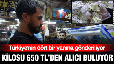 Kilosu 650 TL'den alıcı buluyor: Türkiye'nin dört bir yanına gönderiliyor
