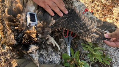 Kırklareli'nde nesli tehlikedeki küçük akbabalara ilk kez GPS takıldı