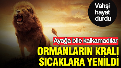 Ormanların kralı sıcaklara yenildi: Ayağa bile kalkamadılar: Japonya'da hayvanat bahçesinde can pazarı