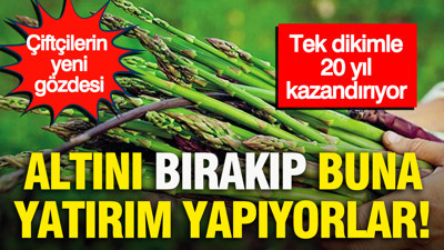Altını bırakıp buna yatırım yapıyorlar: Çiftçilerin gözdesi... Tek dikimle 20 yıl kazandırıyor