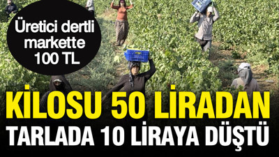 Tarlada hasat başladı: Kilosu 50 liradan 10 liraya düştü, üretici dertli