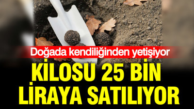 Doğada kendiliğinden yetişiyor: Kilosu 25 bin liraya satılıyor