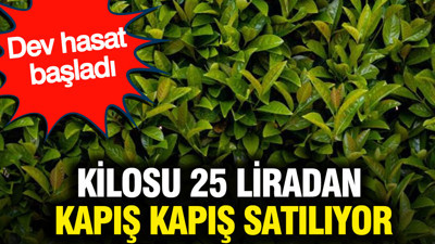 Kilosu 25 liradan kapış kapış satılıyor: Dev hasat başladı