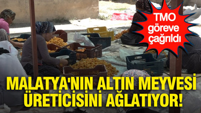 Malatya'nın altın meyvesi üreticisini ağlatıyor: TMO göreve çağrıldı