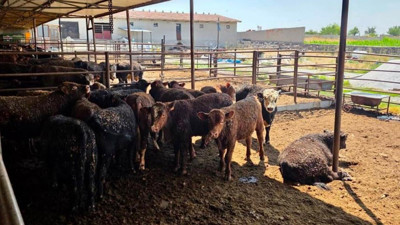 Afyonkarahisar'da ithal besilik sığırlara sıkı sağlık denetimi