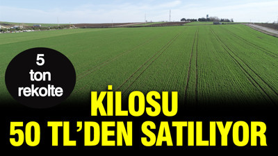 Dev hasat başladı: Kilosu 50 TL'den satılıyor