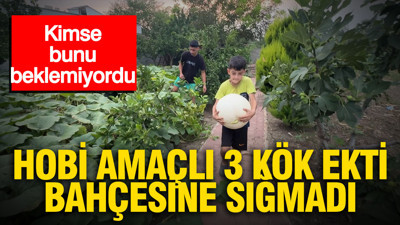 Hobi amaçlı 3 kök ekti, 1 tonluk hasat elde etti: Kimse bunu beklemiyordu