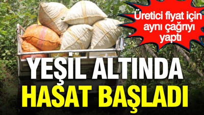 Yeşil altında hasat başladı: Kilosu 255 liradan satılacak