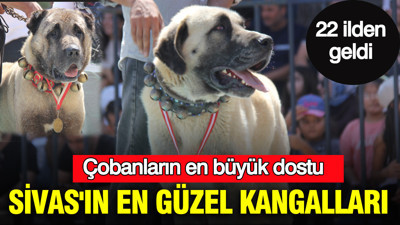 Sadakatleri ve güçleriyle podyumu salladılar: İşte Sivas'ın en güzel kangalları