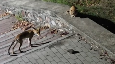 Tilki, kedi ve kirpi burun buruna geldi: Şehir merkezinde inanılmaz anlar