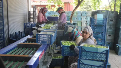 Kilosu 60 liradan satılıyor: Üreticinin yüzünü güldüren hasat başladı