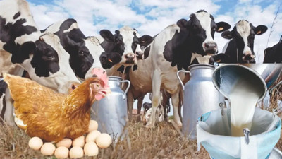 Sofralardaki üretimde dikkat çeken değişim: Yumurta ve tavuk eti üretimi arttı