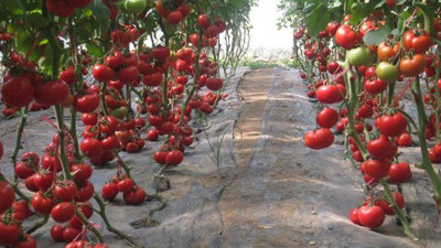 Ezber bozan tarım hamlesi: Fiyatları düşürecek formül