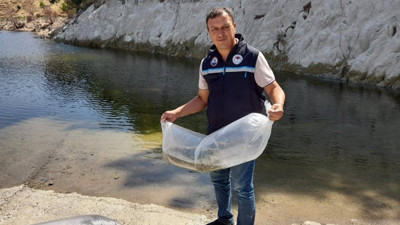Soma'daki su kaynaklarına 250 bin sazan yavrusu bırakıldı