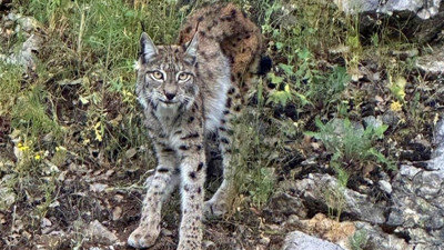 Erzincan Kemaliye’de nesli tehlike altındaki vaşak kayalık alanda görüntülendi