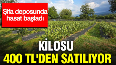 Tarlada şifa deposu hasadı başladı: Kilosu 400 TL'den satılıyor