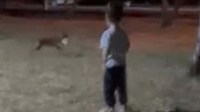 Tilki kurnazlığını gösterdi: Kendisine atılan topu kaptığı gibi kaçtı