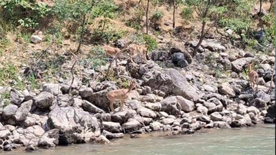 Tunceli'de nesli tehlike altındaki dağ keçileri Munzur Nehri kenarında görüntülendi
