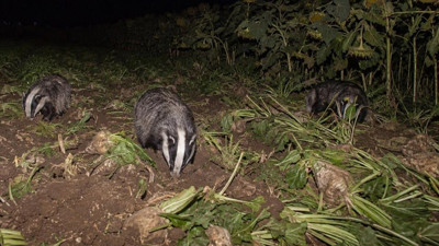 Erzincan Çayırlı'da porsuklar ekili tarlalara zarar verdi
