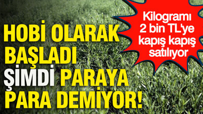 Hobi olarak başladı, şimdi paraya para demiyor: Kilogramı 2 bin TL kapış kapış satılıyor