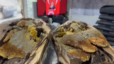 Meşe ağacının kovğundan 13 kilo bal çıktı