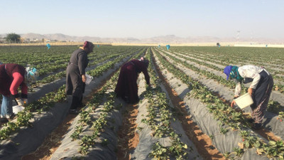 Tarlada altın yumurtlayan hasat: Siparişlere yetişemiyor