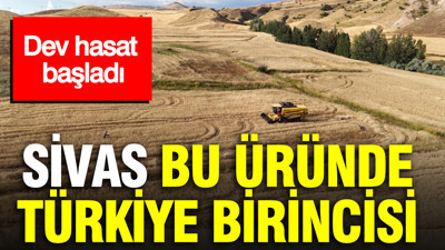 Dev hasat başladı: Sivas bu üründe Türkiye birincisi