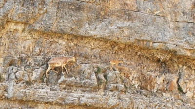Gümüşhane'de yaban keçisinin yavrusuna kayalıklarda tırmanış eğitimi kaydedildi