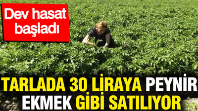 Tarlada 30 liraya peynir ekmek gibi satılıyor: Dev hasat başladı